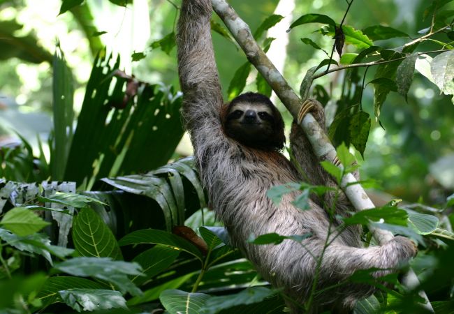 Ferienhaus in Cocles - Casa Rameen Ferienhaus in Cocles - Casa Rameen