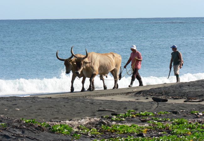 Ferienhaus in Cocles - Casa Margarita Ferienhaus in Cocles - Casa Margarita