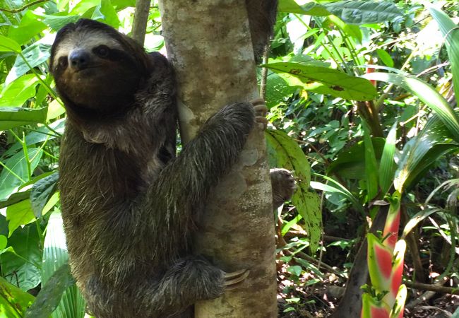 Ferienhaus in Cocles - La Casita  Ferienhaus in Cocles - La Casita