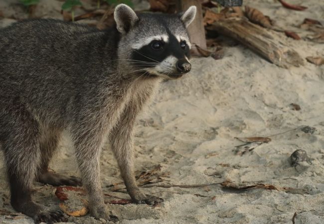 Ferienhaus in Cocles - La Casita  Ferienhaus in Cocles - La Casita