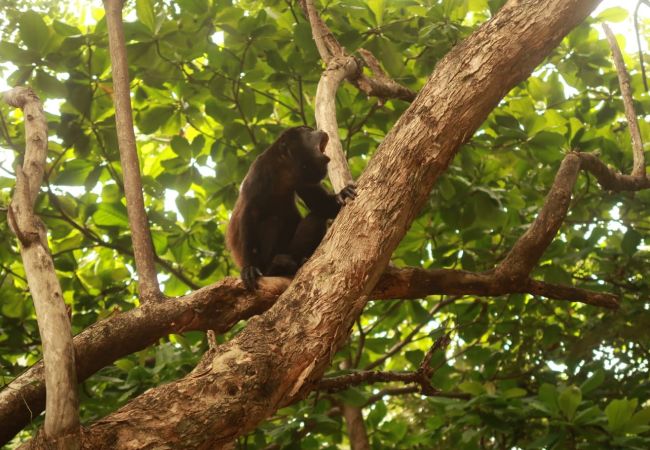 Ferienhaus in Cocles - La Casita  Ferienhaus in Cocles - La Casita