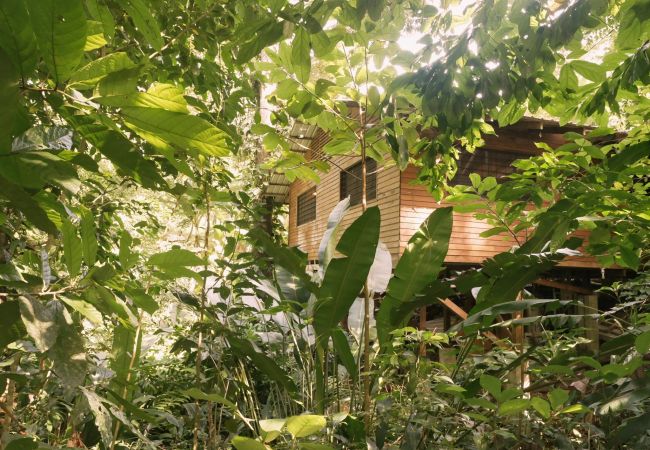 Ferienhaus in Cocles - Cocoa Casa en el Bosque