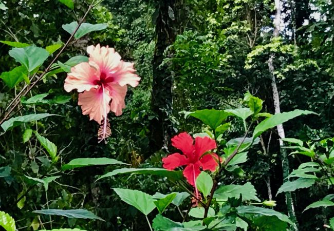 Bungalow in Playa Chiquita - Macaw Chiquita Beach Casitas  Bungalow in Playa Chiquita - Macaw Chiquita Beach Casitas