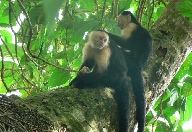 Bungalow in Playa Chiquita - Chiquita Beach Casitas Bungalow in Playa Chiquita - Chiquita Beach Casitas