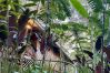 Ferienhaus in Manzanillo - Ranitas Casonita y Tranquila - Jungle Houses for nature lovers sleeps 8 