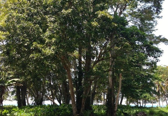 Bungalow à Playa Chiquita - Bungalow del Mar Bungalow à Playa Chiquita - Bungalow del Mar