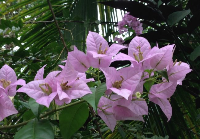 Bungalow à Playa Chiquita - Bungalow del Mar Bungalow à Playa Chiquita - Bungalow del Mar