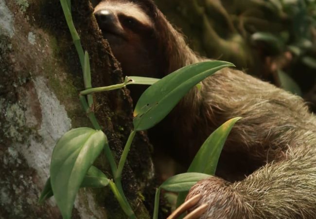 Bungalow à Playa Chiquita - Macaw Chiquita Beach Casitas  Bungalow à Playa Chiquita - Macaw Chiquita Beach Casitas