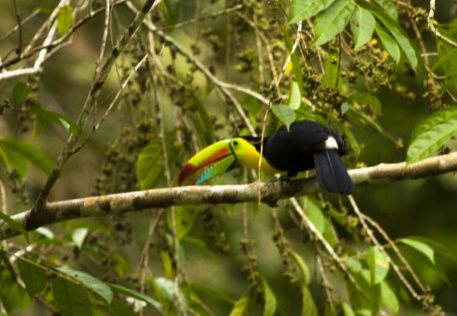House in Cocles - Casa Rameen House in Cocles - Casa Rameen