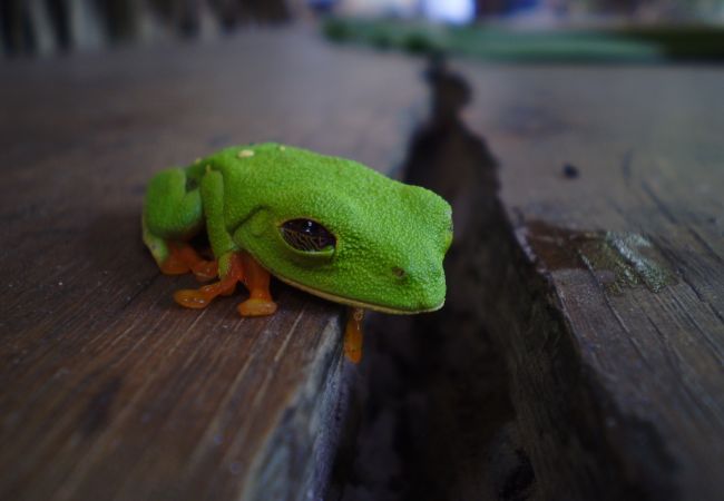 House in Manzanillo - Casa Ranitas House in Manzanillo - Casa Ranitas
