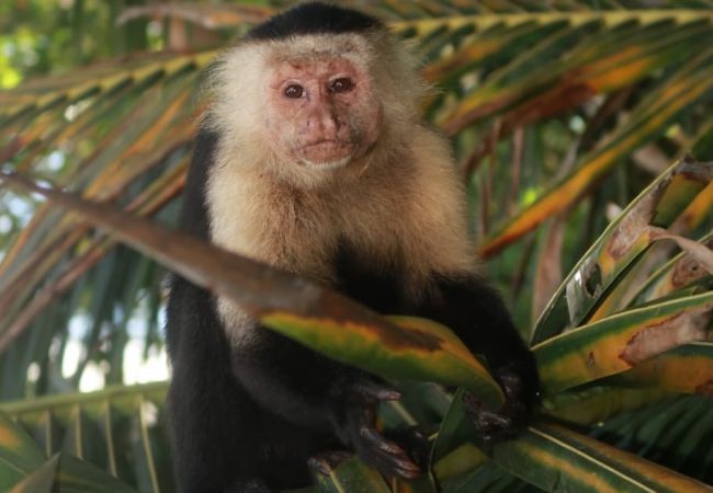 Bungalow in Playa Chiquita - Macaw Chiquita Beach Casitas  Bungalow in Playa Chiquita - Macaw Chiquita Beach Casitas