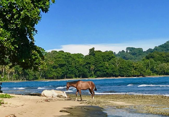 Bungalow in Playa Chiquita - Macaw Chiquita Beach Casitas  Bungalow in Playa Chiquita - Macaw Chiquita Beach Casitas